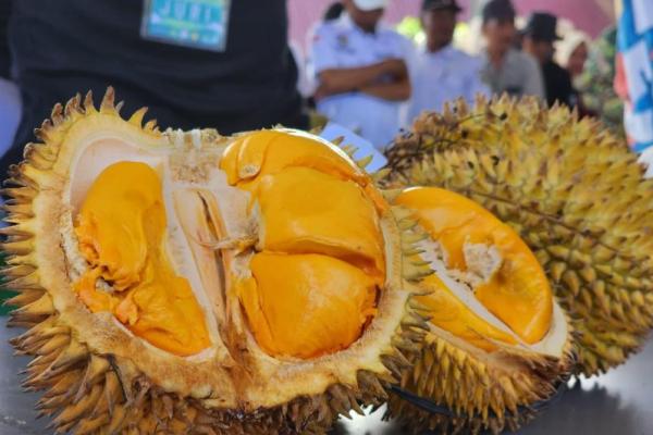 Durian Parigi Muotong, buah asal Sulawesi Tengah memiliki tekstur daging yang lembut. Warna lebih menarik dan memiliki tingkat kemanisan terbaik di dunia.