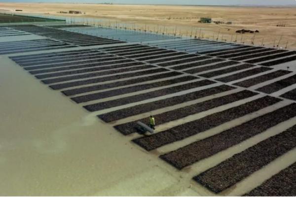 Arab Saudi telah meluncurkan proyek pembibitan bakau yang bertujuan untuk menanam 50 juta pohon pada tahun 2030.