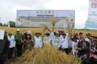 Kemendes Ajak Petani Barito Kuala Budidayakan Padi Organik