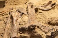 Identitas Dinosaurus Tertua Ditemukan di India