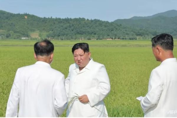 Kim Jong Un mengunjungi pertanian yang dilanda topan dan mengawasi helikopter militer yang menyemprotkan pestisida dalam upaya menyelamatkan tanaman utama.
