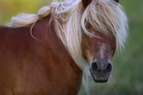 Paris akan melarang naik kuda poni untuk anak-anak di taman umum mulai 2025.