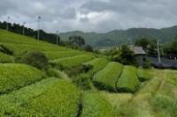 Jaringan Hotel Dusit Buka Perkebunan Teh dan Sayuran di Jepang