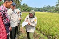 Hadapi El Nino, Kementan Siagakan Penyuluh Pandeglang