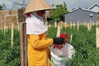 Jaga Produktivitas saat El Nino, Petani Cabai Makassar Terapkan Budidaya Ramah Lingkungan