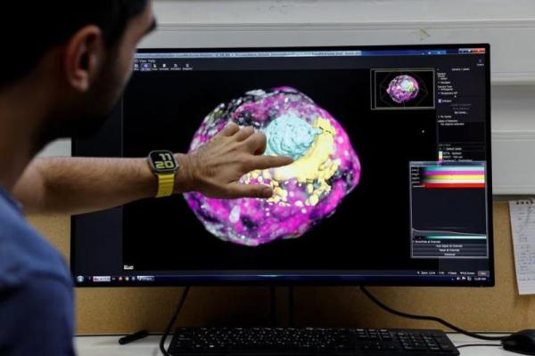 Ilmuwan Israel Ciptakan Tiruan Embrio Manusia dari Sel Induk