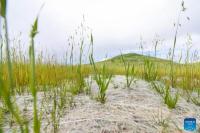 Sulap Bekas Tambang Jadi Padang Rumput, Ini Rahasia China