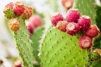 5 Tanaman Ini Katanya Bikin Rezeki Seret, Benarkah?