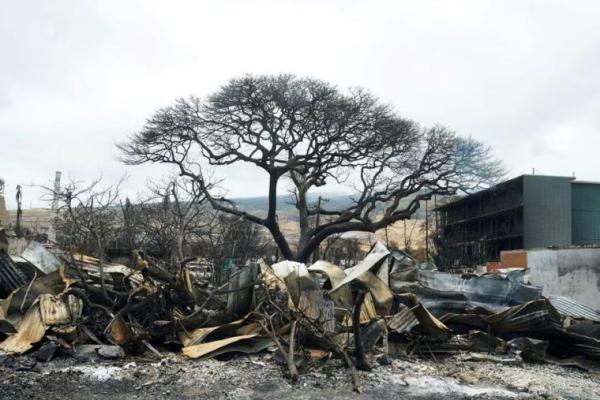 Korban Kebakaran Maui Gugat Pemilik yang Lahannya Ditumbuhi Rumput Liar