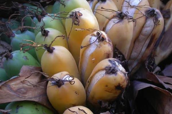 Tahukah Anda ternyata pisang madagaskar adalah salah satu tanaman terlangka di dunia