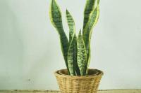 Manfaat Lidah Mertua Bisa untuk Menaikkan Mood, Kok Bisa?