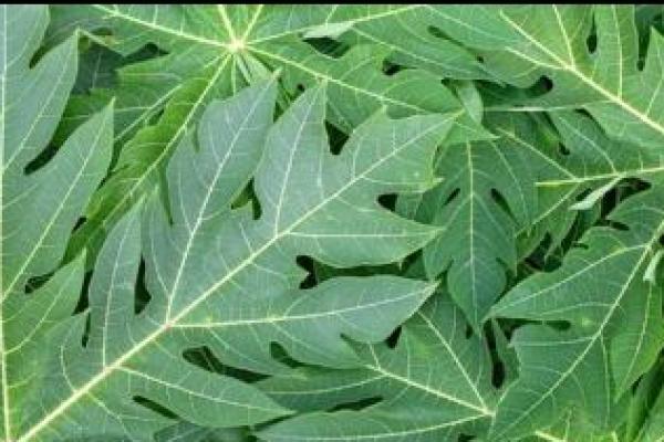 Meski kaya akan nutrisi, daun pepaya sering kali memiliki rasa pahit yang kuat, ikuti cara ini merebus daun pepaya agar tidak pahit