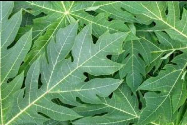 Meski kaya akan nutrisi, daun pepaya sering kali memiliki rasa pahit yang kuat, ikuti cara ini merebus daun pepaya agar tidak pahit