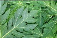 Ingin Daun Pepaya Tidak Pahit, Ini Tip Memasaknya