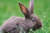 Cara Merawat Kelinci Agar Berumur Panjang