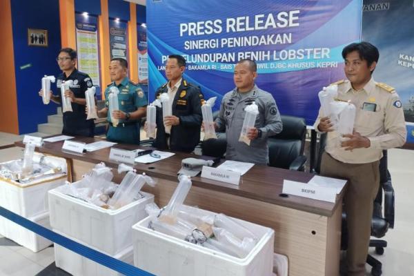 Tim gabungan Bakamla gagalkan penyelundupan benih lobster ke Malaysia dengan nilai fantastis
