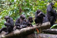 Ilmuwan Dokumentasikan Taktik Perang ala Manusia Juga Digunakan Simpanse