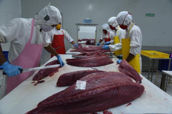 Kementerian Kelautan dan Perikanan (KKP) mendorong penguatan daya saing komoditas tuna di pasar global dan domestik