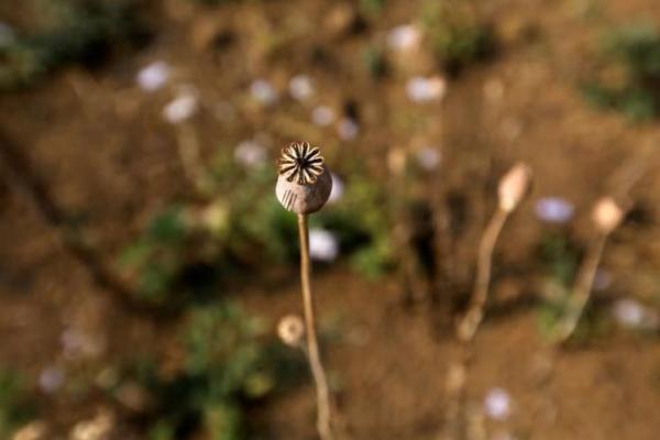 Kalahkan Afghanistan, Myanmar Kini Jadi Sumber Opium Terbesar Dunia