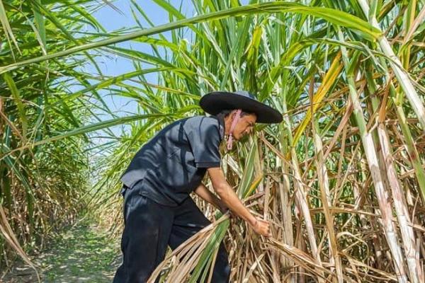 Pihak PN Blambangan Umpu tidak ditemukan hadir dalam agenda pelaksanaan eksekusi. Sehingga, tidak ada pembacaan dan penandatanganan berita acara eksekusi di hadapan PTPN VII sebagai pihak yang diminta hadir dalam pelaksanaan eksekusi.