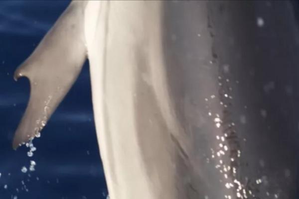 Pemandangan Langka, Lumba-lumba Bersirip Ibu Jari Terlihat di Teluk Korintus