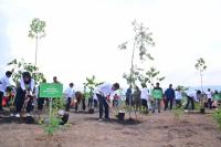 Hijaukan IKN, Menteri LHK Dampingi Presiden Tanam Pohon