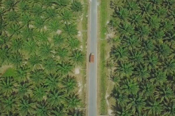 Pengelolaan industri kelapa sawit nasional, dipandang Asmanudin membutuhkan terobosan dan inovasi seperti yang telah dilakukan PTPN.
