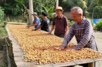 Kementan Tingkatkan Produktivitas Kakao Petani Kolaka Utara