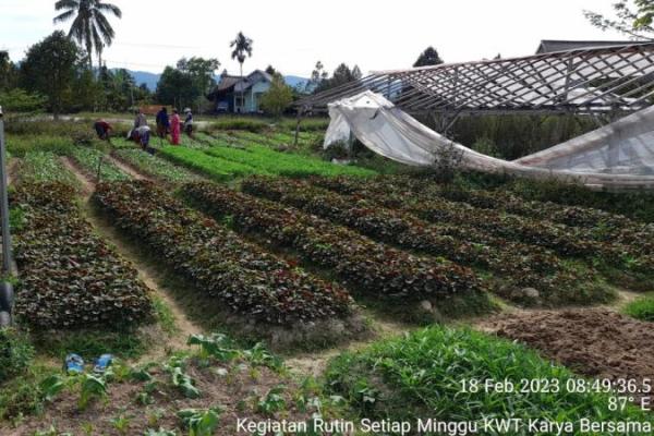 Kementan Dampingi Petani Poso, Sukses Tingkatkan Hasil Panen Sayuran
