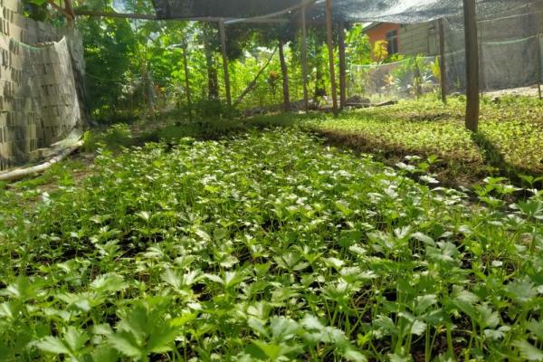 Kementan Dorong Petani Gorontalo, Sukses Olah Lahan Sempit Jadi Produktif