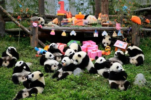 Tingkatkan Hubungan Dua Negara, China Kirim Lebih Banyak Panda ke AS