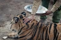 Ditemukan Nyaris Mati, Baboo Harimau Bengal Kini Siap Dilepasliarkan di Afrika Selatan