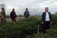 Arnod Sihite Minta Distribusi Pupuk Subsidi Langsung ke Petani Segera Direalisasikan