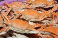 Genjot Pemasaran Rajungan Nelayan, KKP Gandeng Forkom