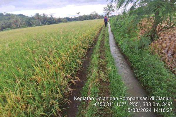 Tingkatkan Produksi Padi, Cianjur Optimalkan Perluasan Areal Tanam