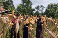 Produksi Pangan, Petani Madura Panen Jagung Berlimpah di Musim Hujan
