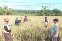 Petani Jombang Bahagia, Hasil Panen Padi Memuaskan