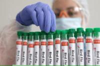 CDC Keluarkan Peringatan Kesehatan terkait Infeksi Flu Burung di AS
