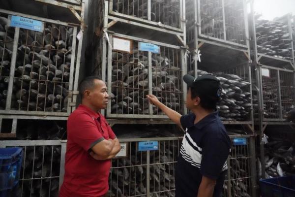 Kementerian Kelautan dan Perikanan (KKP) memastikan pasokan dan stok ikan nasional mencukupi sepanjang Idul Fitri 1445 H.