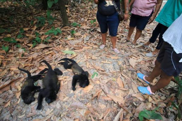 Monyet-monyet Howler di Meksiko Mati Seiring Melonjaknya Suhu Panas