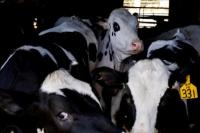 Amerika Bakal Uji Massal Susu untuk Deteksi Penyebaran Virus Flu Burung ke Sapi