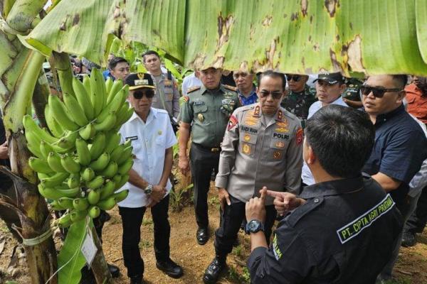Kapolda Sulsel Irjen Andi Rian R Djajadi bersama Pangdam XIV Hasanuddin menjadikan pisang cavendish sebagai produk unggulan Sulsel.