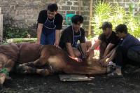 APPSI: 985 Sapi Kurban Presiden Beri Keuntungan Bagi Peternak