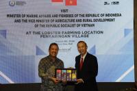 Sinergi Indonesia- Vietnam Bakal Transformasi Budidaya Lobster Dalam Negeri