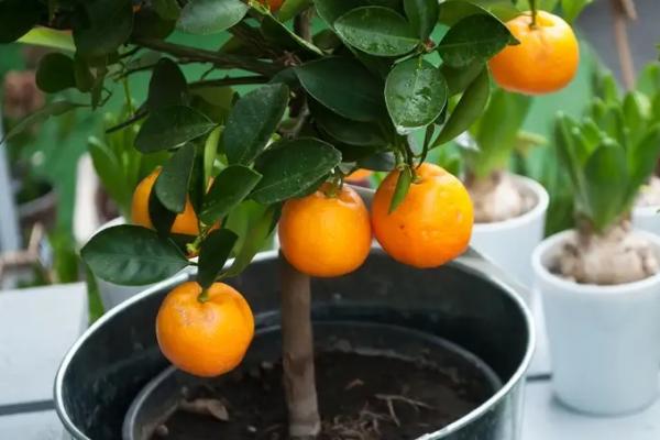 Kini kamu bisa tetap berkebun dengan memanfaatkan lahan sempit di rumah, yakni menanam di dalam pot. Ada berbagai tanaman yang bisa dirawat, di antaranya tanaman buah.