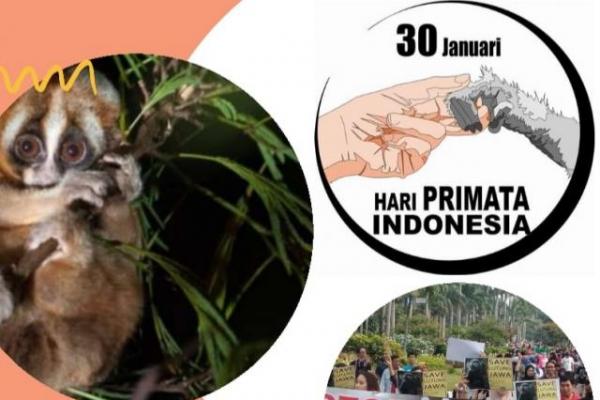 Hari Primata Indonesia yang diperingati setiap tanggal 30 Januari menjadi momentum penting untuk mengingat pentingnya keberadaan primata di Indonesia