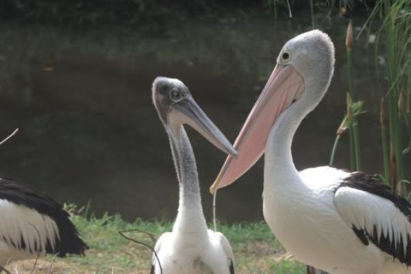 Burung pelikan merupakan burung air besar yang memiliki kantung besar di bawah paruhnya, alat yang sangat berguna saat berburu