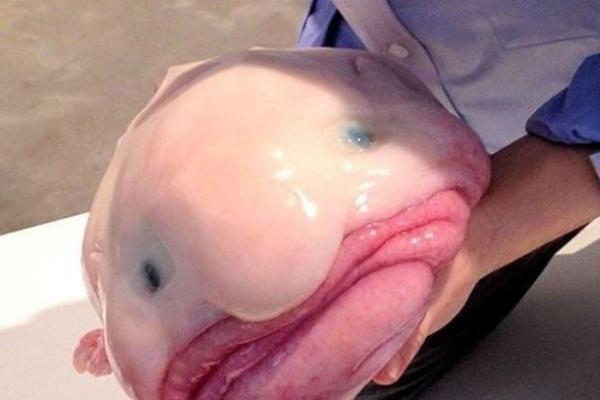 Anglerfish bukan satu-satunya penghuni laut dalam yang memiliki cara adaptasi luar biasa untuk bertahan hidup
