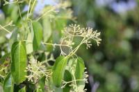 9 Tanaman yang Disebut Al-Quran, Satunya Hanya Ada di Indonesia