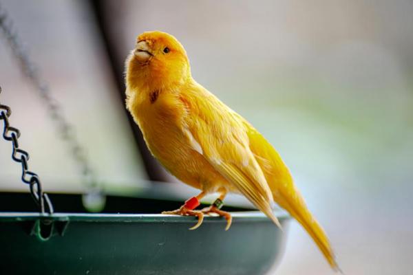Burung kenari populer dengan kicauannya yang merdu, namun terkadang, suara khasnya bisa tiba-tiba menghilang atau